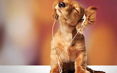 Club Bekkers Kennels