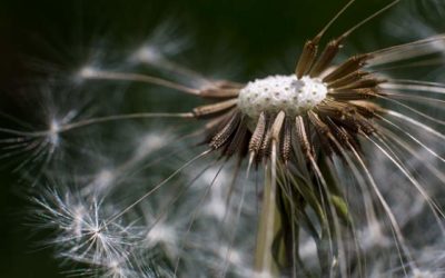 How to Best Utilize Modern Web Design Elements