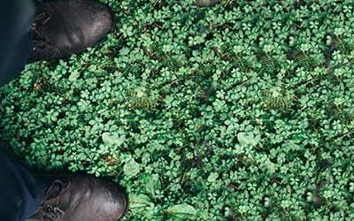 Grumpy’s Yard Works and Cottage Services