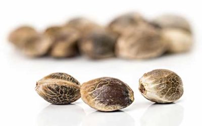 Great Canadian Cannabis