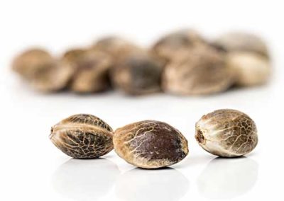 Great Canadian Cannabis